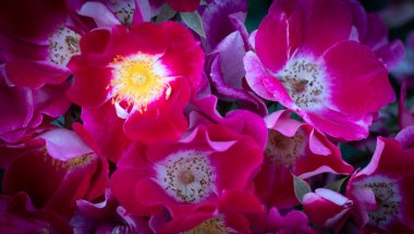 Kırmızı ve mor çiçekler.