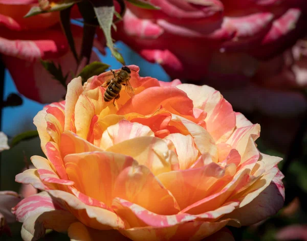 Abeille Miel Assise Sur Une Fleur Jaune Orange — Photo