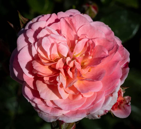 Pétalas Rosa Rosa Escuro Nesta Flor — Fotografia de Stock