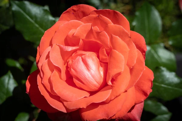 Czerwony Kwiat Pomarańczy Jednolicie Kolorowymi Płatkami — Zdjęcie stockowe