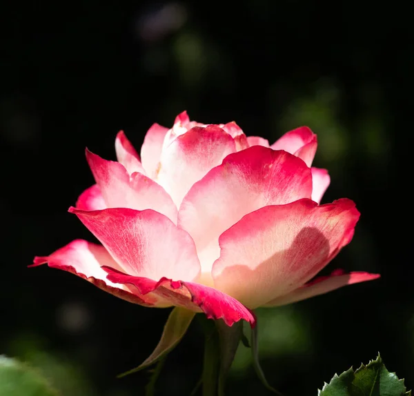 赤い花弁は一般的に白い花に先端があり 太陽光線が暗い背景でそれを照らします — ストック写真