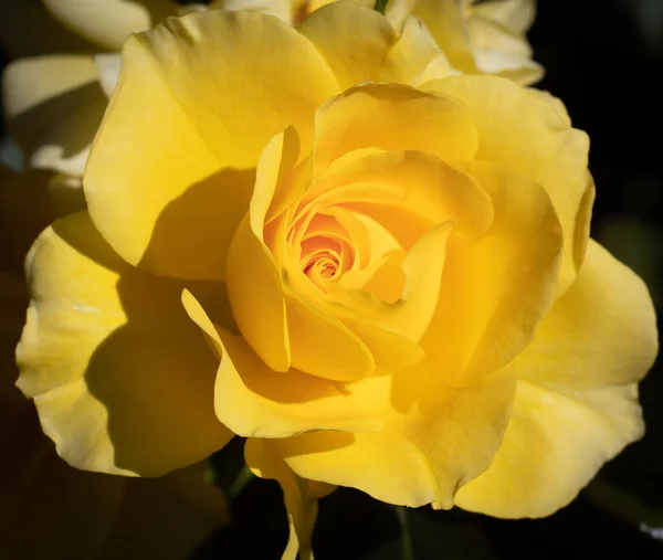 Żółty Kwiat Słonecznymi Warunkami — Zdjęcie stockowe