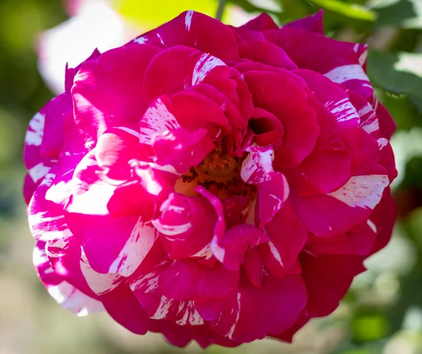 Flor Vermelha Com Listras Brancas — Fotografia de Stock