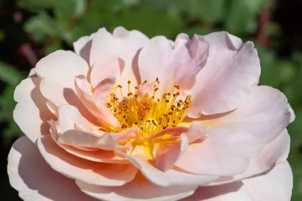 Flor Rosa Com Seu Estame Pistilo Claramente Visível Perto — Fotografia de Stock