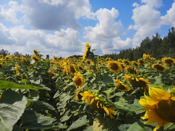 yaz günü ayçiçeği alanında