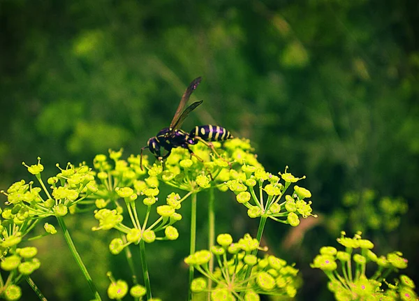 Bir çiçeğin üzerindeki eşek arısı