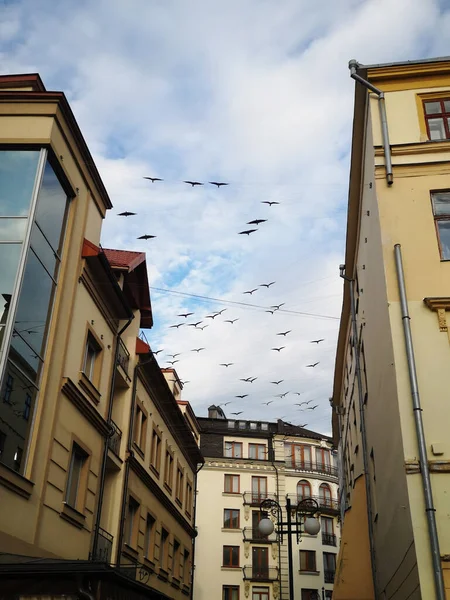 Şehirde uçan kuşlar.