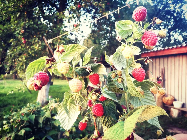 Raspberries Garden Summer — Stock Photo, Image