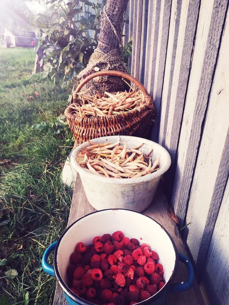Sebze bahçesindeki sepetlerde fasulye kabukları.