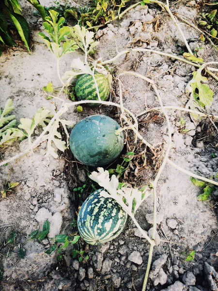 Bahçedeki karpuz Sonbaharda