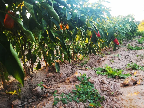 Sabah biber tarlası