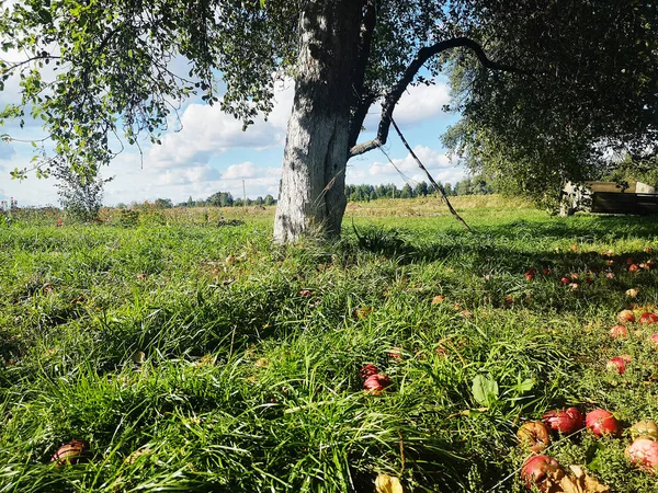 Bahçedeki elma ağacı