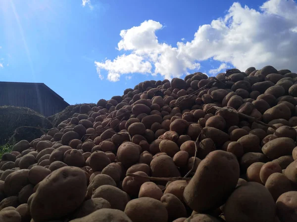Гора Картофеля Поле — стоковое фото