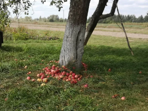 Bahçedeki elma ağacı