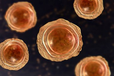 Ascaris lumbrikoides, büyük bir yuvarlak solucan, döllenmiş yumurta, 3 boyutlu illüstrasyon