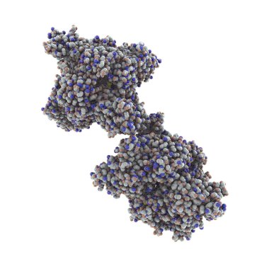 Molecule of beta-hexosaminidase A enzyme, or HEXA, 3D illustration. Mutations in the gene encoding HEXA decrease the hydrolysis of GM2 gangliosides, which is the main cause of Tay-Sachs disease clipart