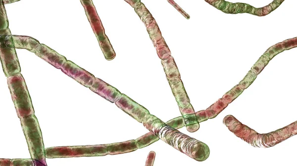 Nocardiabakterier Illustration Nokardi Stavformade Grampositiva Bakterier Som Orsakar Lunginfektion Nokardios — Stockfoto