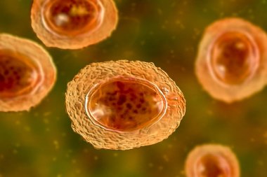 Ascaris lumbrikoides, büyük bir yuvarlak solucan, döllenmemiş yumurta, 3 boyutlu illüstrasyon