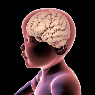 Vurgulanmış beyni olan sağlıklı bir çocuk, 3 boyutlu çizim. Çocuklukta beynin anatomisi.