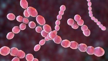 Leuconostoc bakteri, 3 boyutlu illüstrasyon. Bitkilerde bulunan ve mayalanmış süt üretiminde kullanılan kokokoid laktik asit bakterileri menenjit, bakteri, idrar yolu ve akciğer enfeksiyonlarına neden olabilir.