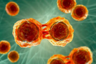 Kök hücrelerin bölünmesi, 3 boyutlu çizim. Araştırma ve bilimsel geçmiş