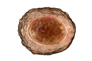 Ascaris lumbrikoides, büyük bir yuvarlak solucan, döllenmemiş yumurta, 3 boyutlu illüstrasyon