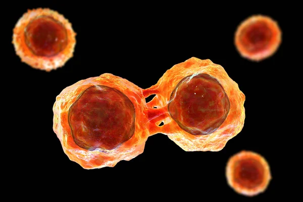 Разделение Стволовых Клеток Иллюстрация Исследования Научный Опыт — стоковое фото