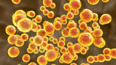 Bakteri Pediokok, 3 boyutlu illüstrasyon. Karın ameliyatından sonra gastrointestinal anormallikleri olan hastalardaki enfeksiyonlarla ilişkili Gram-pozitif koküs, bakteriye, apseye, menenjite neden olur.