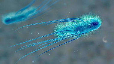 Escherichia coli bakterisi, 3 boyutlu illüstrasyon. E. coli, flagella ile kaplanmış Gram negatif çubuk şekilli hareketli bir bakteridir.