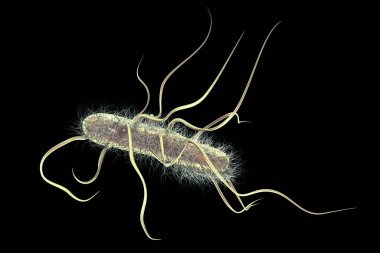 Escherichia coli bakterisi, 3 boyutlu illüstrasyon. E. coli, flagella ile kaplanmış Gram negatif çubuk şekilli hareketli bir bakteridir.