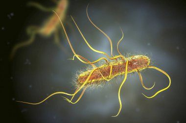 Escherichia coli bakterisi, 3 boyutlu illüstrasyon. E. coli, flagella ile kaplanmış Gram negatif çubuk şekilli hareketli bir bakteridir.