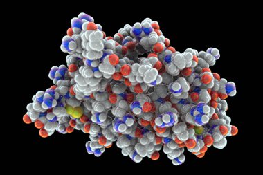 İnsan eritropoetinin moleküler modeli (EPO, epoetin), kırmızı kan hücrelerinin üretimini teşvik eden protein, 3D illüstrasyon