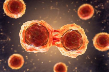 Kök hücrelerin bölünmesi, 3 boyutlu çizim. Araştırma ve bilimsel geçmiş