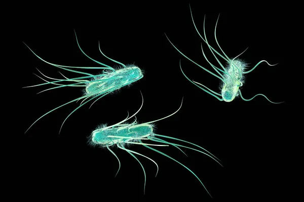 Бактерии Кишечной Палочки Иллюстрация Coli Является Грам Отрицательной Палочкообразной Подвижной — стоковое фото