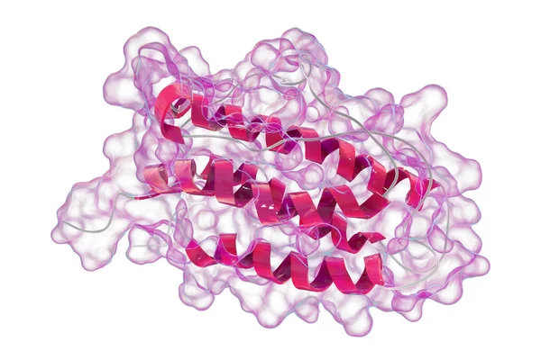 ヒトエリスロポエチン Epo Epotin の分子モデル 赤血球の産生を刺激するタンパク質 3Dイラスト — ストック写真