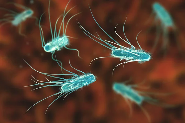 Escherichia coli bacteria, 3D illustration. E. coli is a Gram-negative rod-shaped motile bacterium covered with flagella