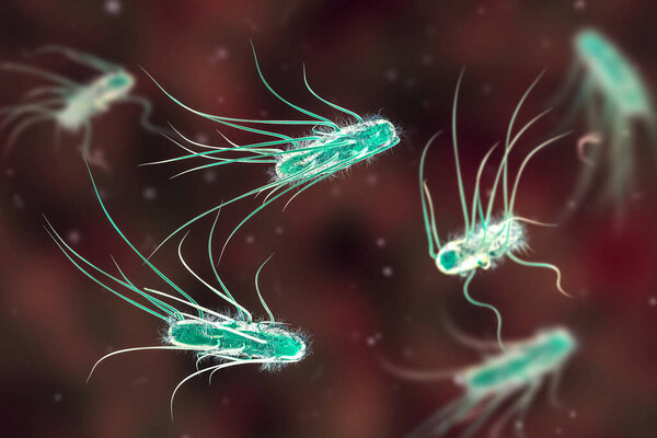 Escherichia coli bacteria, 3D illustration. E. coli is a Gram-negative rod-shaped motile bacterium covered with flagella