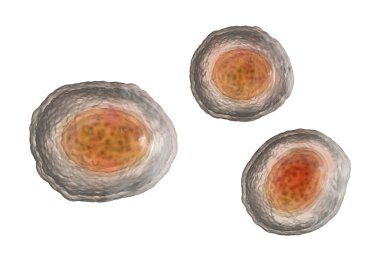 Ascaris lumbrikoides, büyük bir yuvarlak solucan, döllenmemiş yumurta, 3 boyutlu illüstrasyon