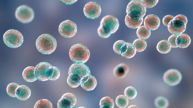 Bakteri Pediokok, 3 boyutlu illüstrasyon. Karın ameliyatından sonra gastrointestinal anormallikleri olan hastalardaki enfeksiyonlarla ilişkili Gram-pozitif koküs, bakteriye, apseye, menenjite neden olur.