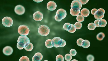 Bakteri Pediokok, 3 boyutlu illüstrasyon. Karın ameliyatından sonra gastrointestinal anormallikleri olan hastalardaki enfeksiyonlarla ilişkili Gram-pozitif koküs, bakteriye, apseye, menenjite neden olur.