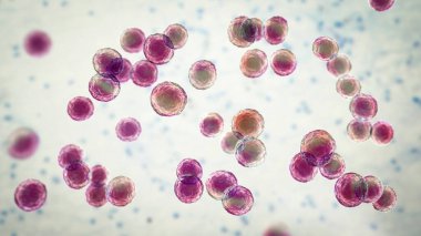 Bakteri Pediokok, 3 boyutlu illüstrasyon. Karın ameliyatından sonra gastrointestinal anormallikleri olan hastalardaki enfeksiyonlarla ilişkili Gram-pozitif koküs, bakteriye, apseye, menenjite neden olur.