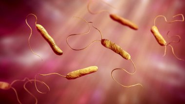 Stenotrophomonas maltophilia bakterisi, 3 boyutlu illüstrasyon. Nosokomik enfeksiyonlara, endokardite, yara enfeksiyonlarına, bakteriye ve diğer hastalıklara neden olan gram negatif bakteriler.