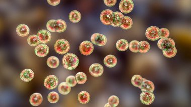 Bakteri Pediokok, 3 boyutlu illüstrasyon. Karın ameliyatından sonra gastrointestinal anormallikleri olan hastalardaki enfeksiyonlarla ilişkili Gram-pozitif koküs, bakteriye, apseye, menenjite neden olur.