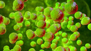 Bakteri Pediokok, 3 boyutlu illüstrasyon. Karın ameliyatından sonra gastrointestinal anormallikleri olan hastalardaki enfeksiyonlarla ilişkili Gram-pozitif koküs, bakteriye, apseye, menenjite neden olur.