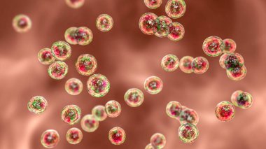 Bakteri Pediokok, 3 boyutlu illüstrasyon. Karın ameliyatından sonra gastrointestinal anormallikleri olan hastalardaki enfeksiyonlarla ilişkili Gram-pozitif koküs, bakteriye, apseye, menenjite neden olur.