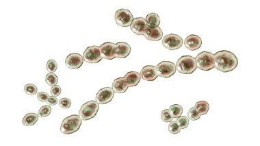 Leuconostoc bakteri, 3 boyutlu illüstrasyon. Bitkilerde bulunan ve mayalanmış süt üretiminde kullanılan kokokoid laktik asit bakterileri menenjit, bakteri, idrar yolu ve akciğer enfeksiyonlarına neden olabilir.