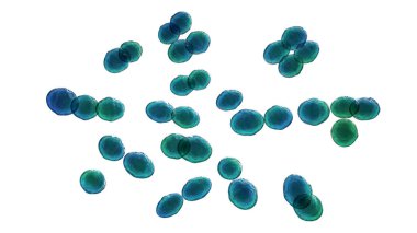 Bakteri Lactococcus, 3 boyutlu illüstrasyon. Gram-pozitif cocci, süt ürünleri endüstrisinde kullanılan laktik asit bakterisi. Ayrıca idrar yolu enfeksiyonları ve endokarditte de izole edilmiştir.
