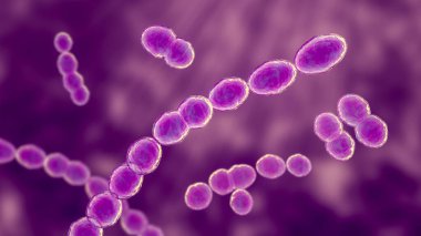 Leuconostoc bakteri, 3 boyutlu illüstrasyon. Bitkilerde bulunan ve mayalanmış süt üretiminde kullanılan kokokoid laktik asit bakterileri menenjit, bakteri, idrar yolu ve akciğer enfeksiyonlarına neden olabilir.