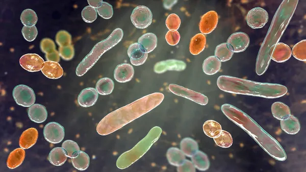 Bacteriën Van Verschillende Vormen Illustratie Cocci Staafvormige Bacteriën — Stockfoto