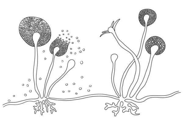 Структура Плесени Rhizopus Известной Хлебная Плесень Черный Грибок Иллюстрация Оппортунистические — стоковое фото